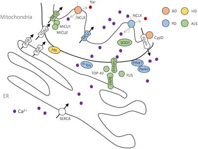 Dysfunction of Mitochondrial Ca2+ Regulatory Machineries in Brain Aging and Neurodegenerative Diseases